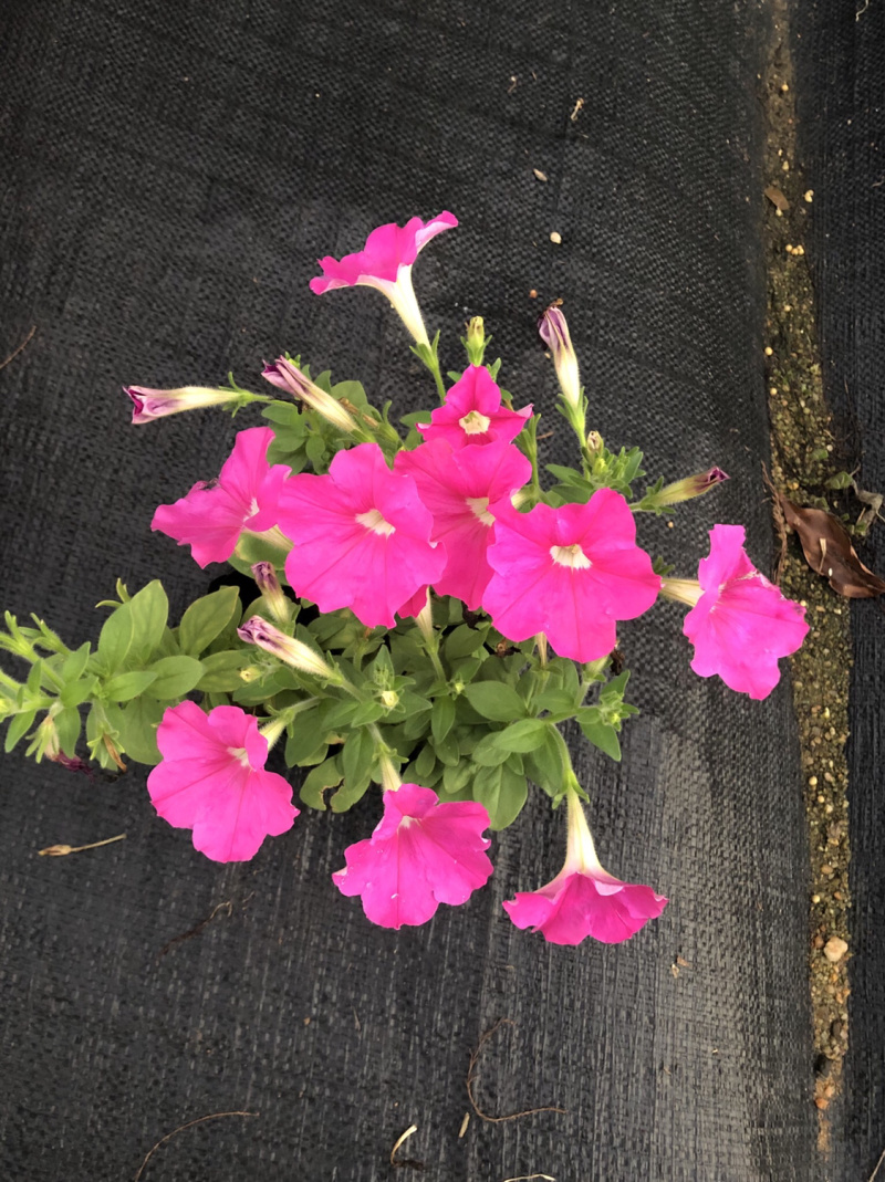 泥碳土时花矮牵牛长春花红橞