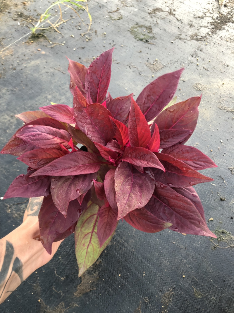 泥碳土时花矮牵牛长春花红橞