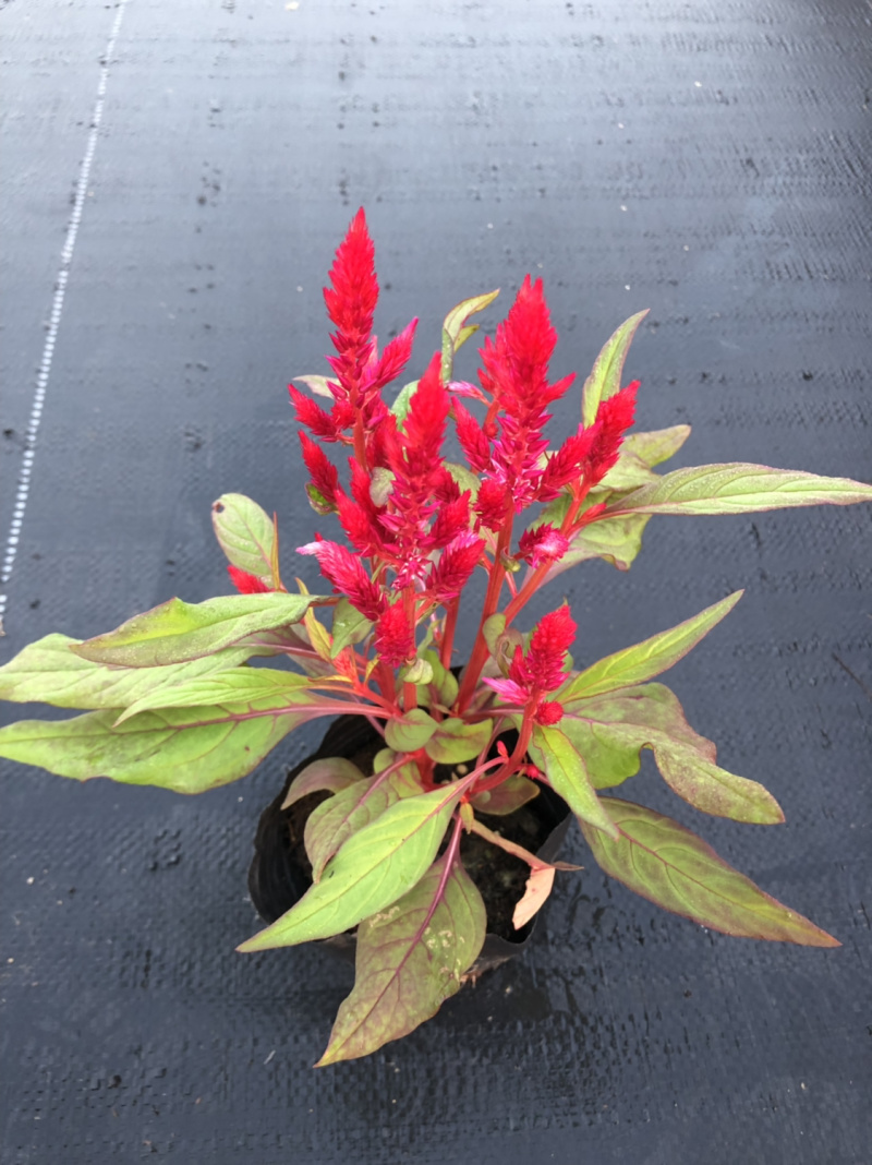 泥碳土时花矮牵牛长春花红橞