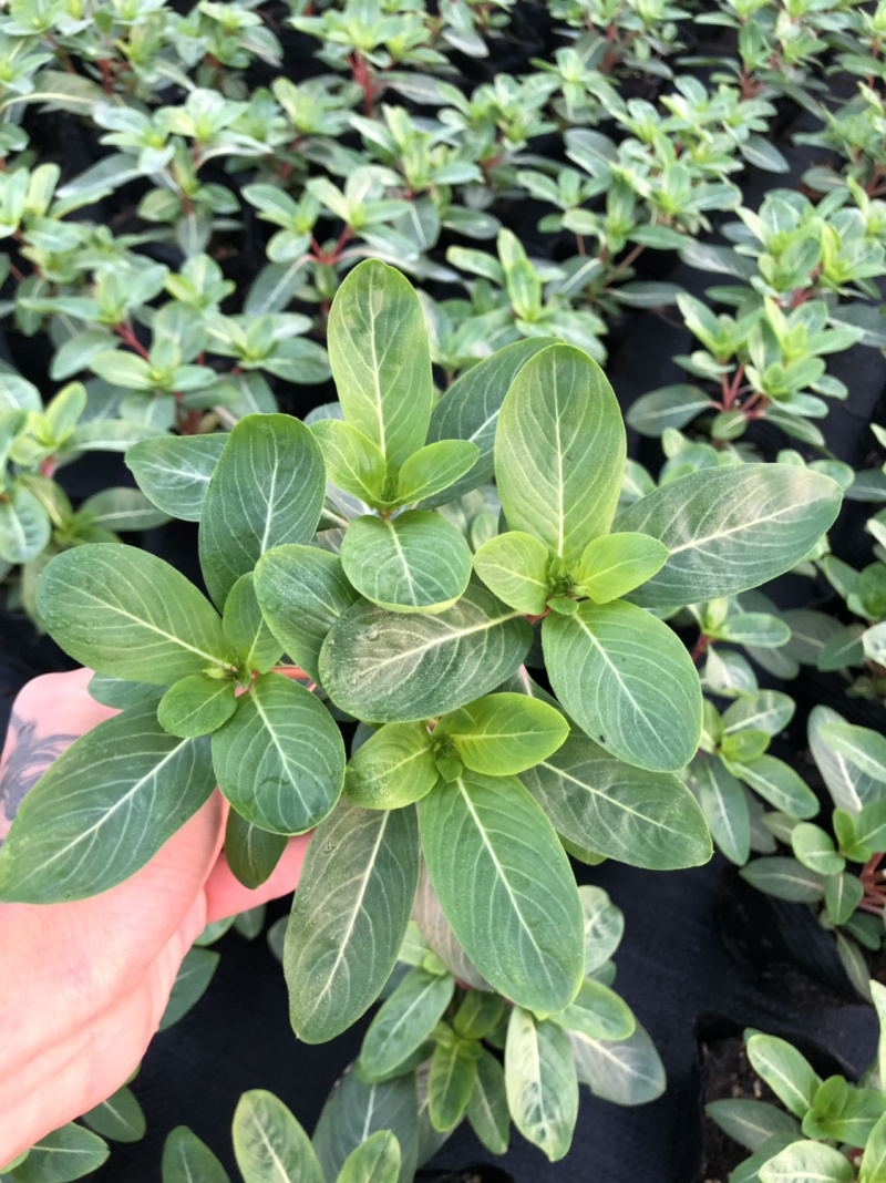 泥碳土时花矮牵牛长春花红橞