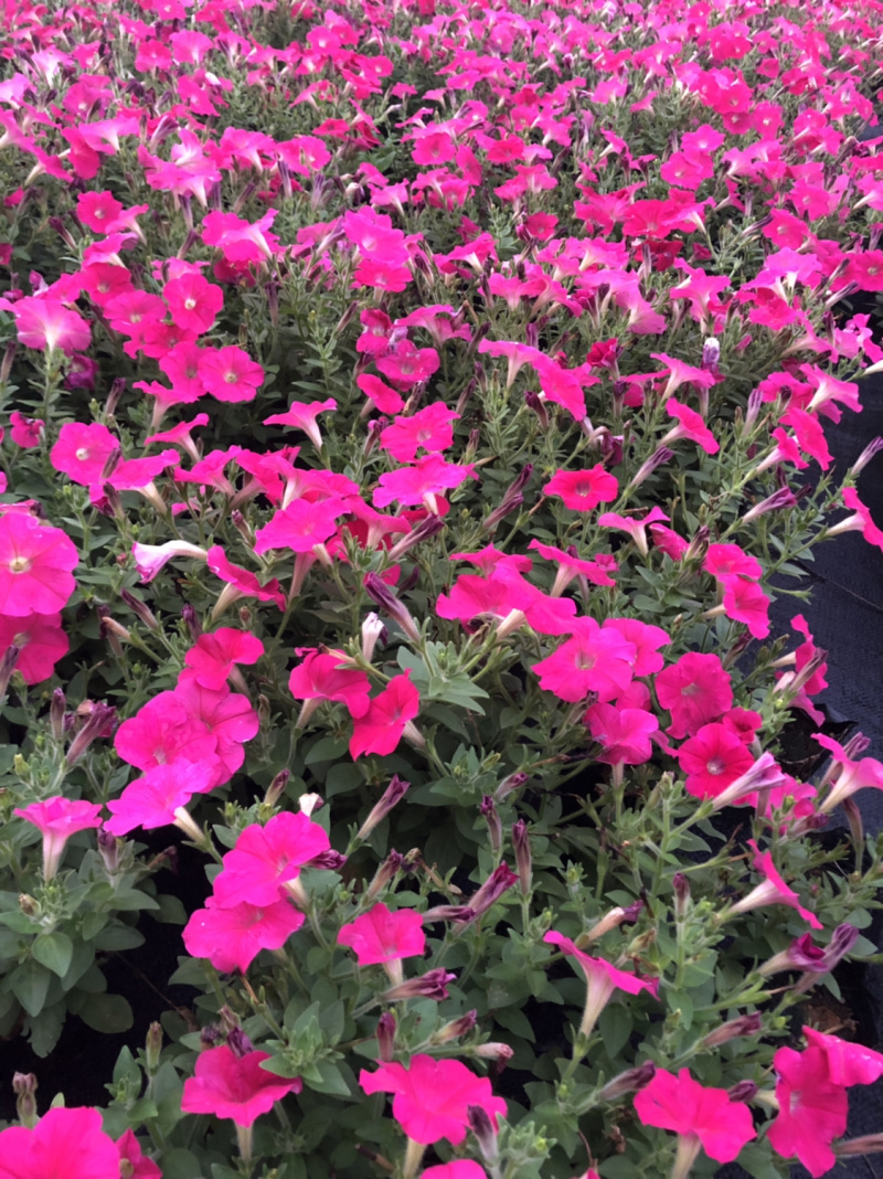 泥碳土时花矮牵牛长春花红橞