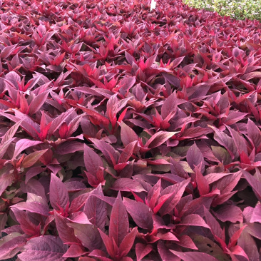 泥碳土时花矮牵牛长春花红橞