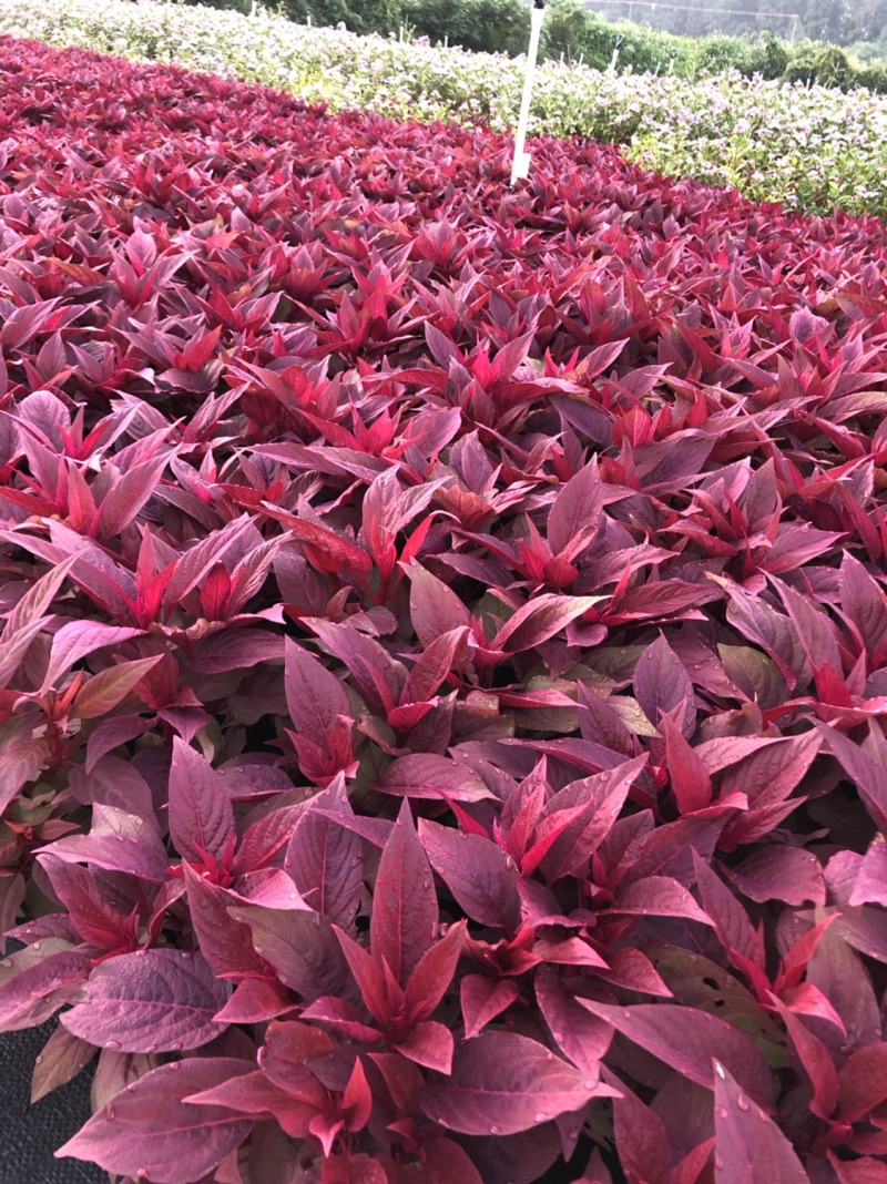 泥碳土时花矮牵牛长春花红橞