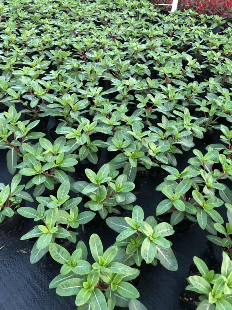 泥碳土时花矮牵牛长春花红橞