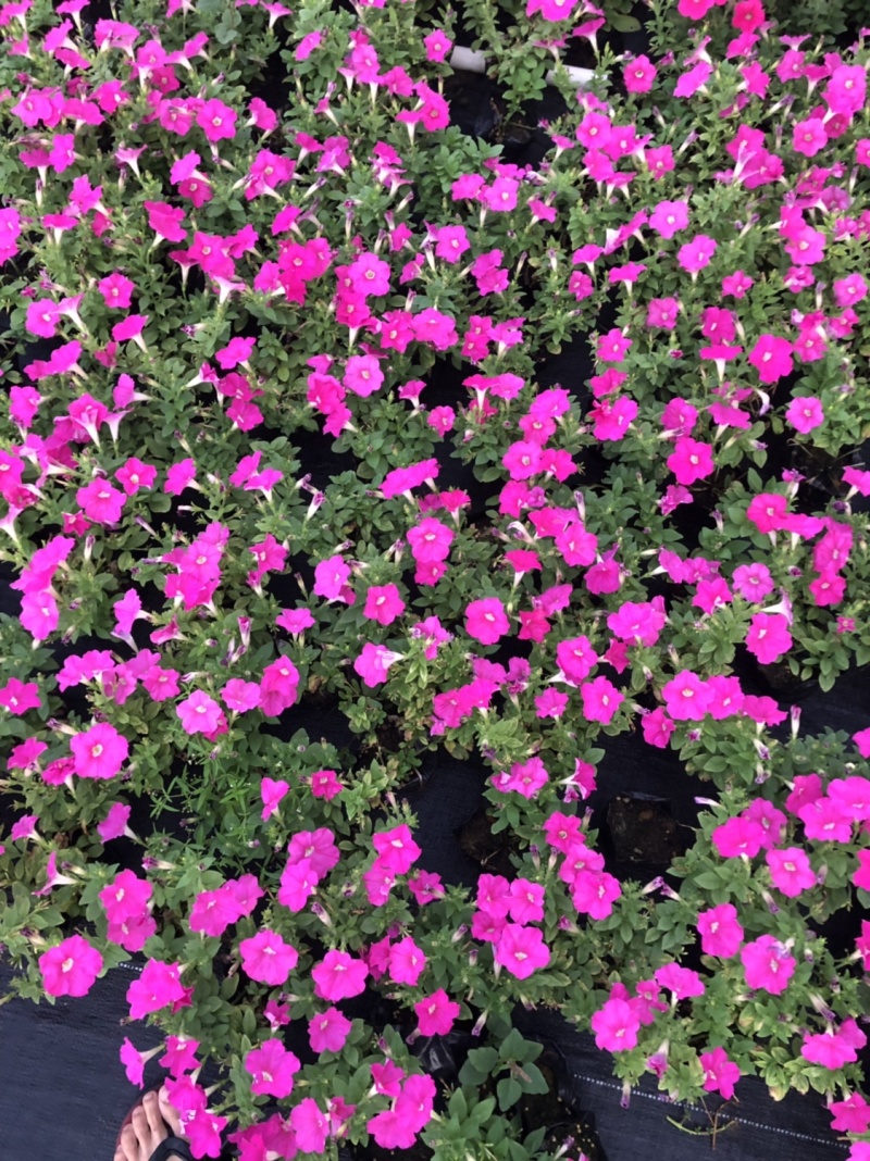 泥碳土时花矮牵牛长春花红橞