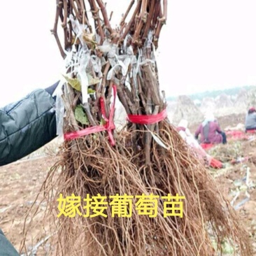 阳光玫瑰葡萄苗嫁接苗根须多结果早