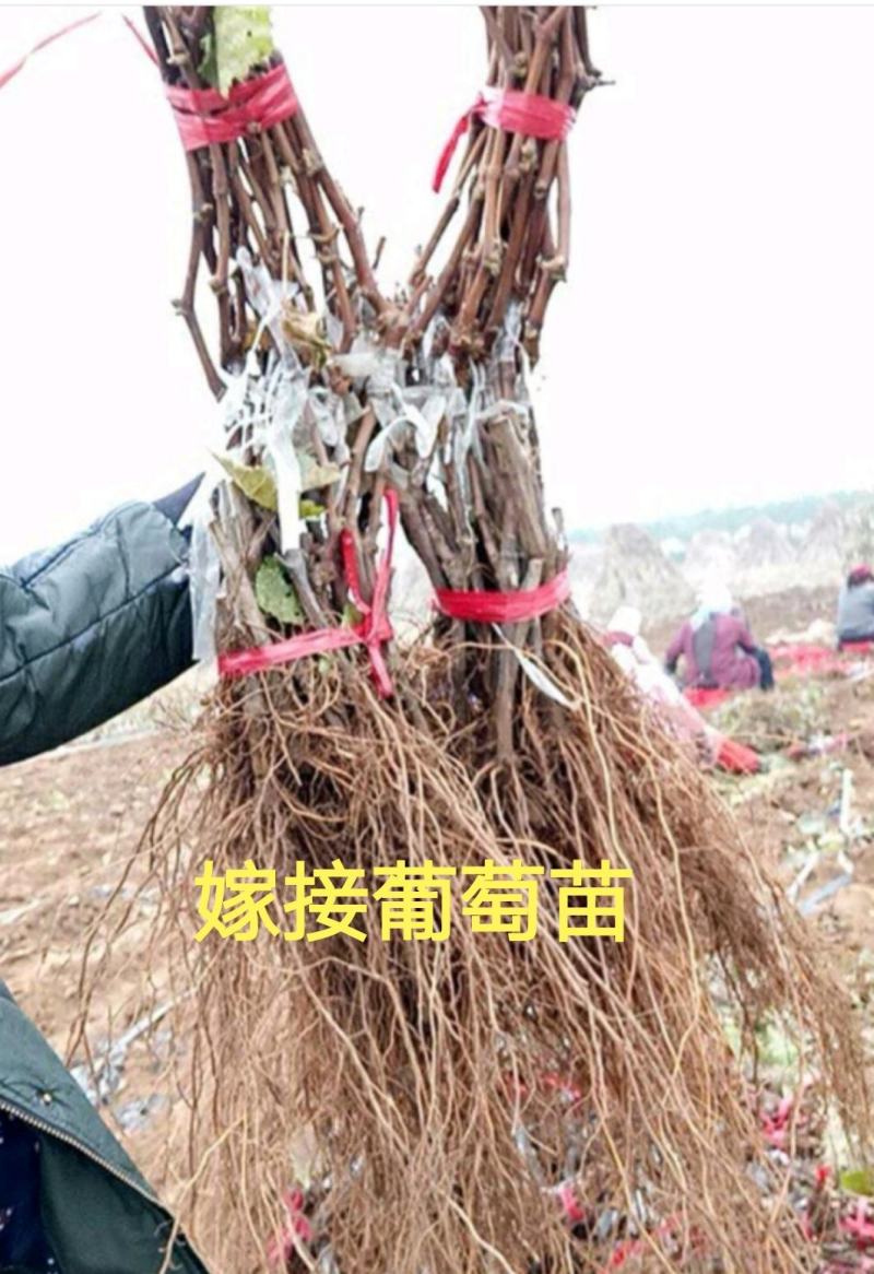 阳光玫瑰葡萄苗嫁接苗根须多结果早