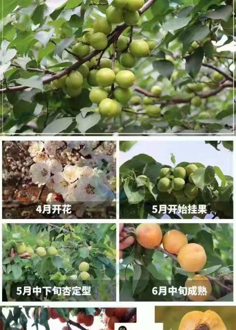 【热销】凯特杏树苗，杏树苗，包质量，包成活率，量大从优