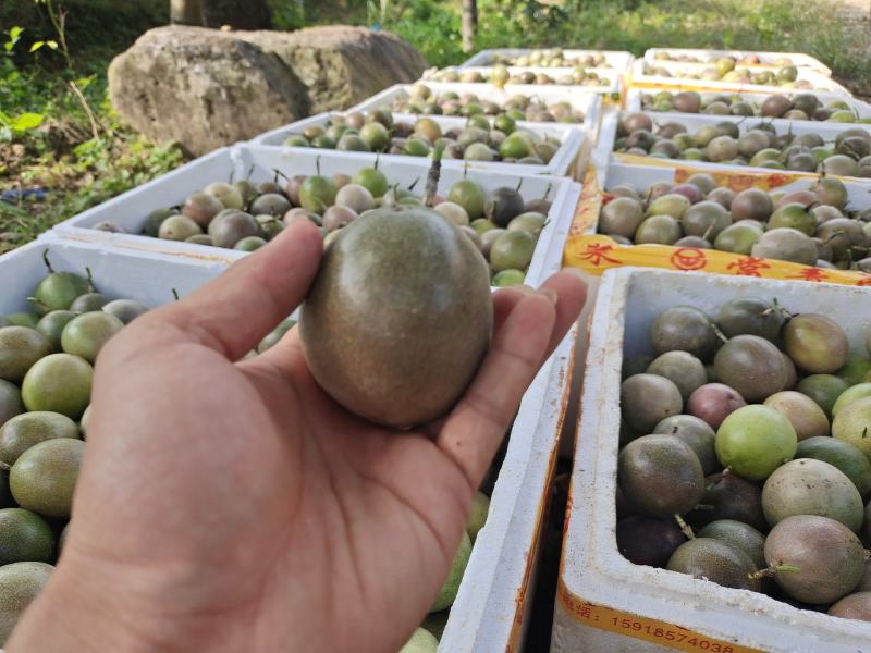 来自赣南富含稀土土质的高山百香果