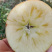 我是代办红富士🍎大量上市中有需要的老板可以联系我哦