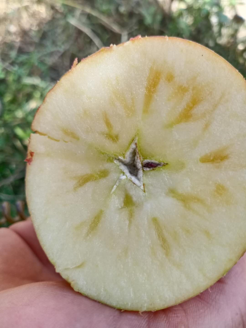 我是代办红富士🍎大量上市中有需要的老板可以联系我哦