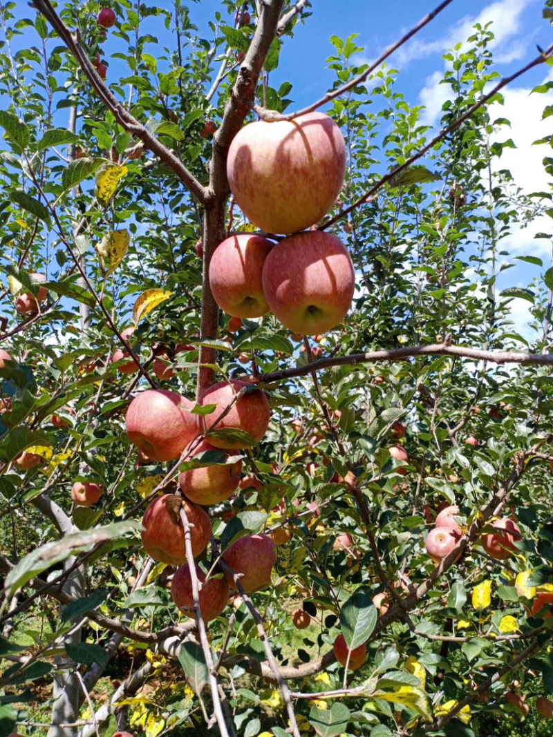 我是代办红富士🍎大量上市中有需要的老板可以联系我哦