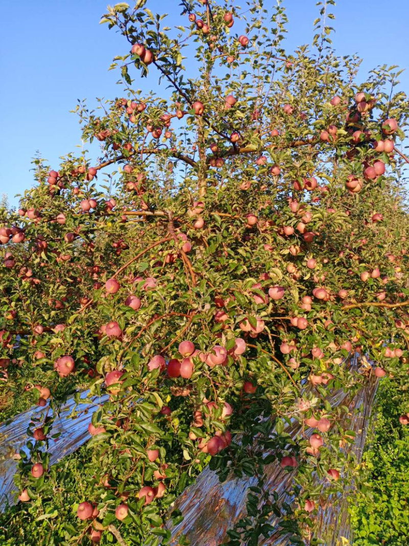 我是代办红富士🍎大量上市中有需要的老板可以联系我哦