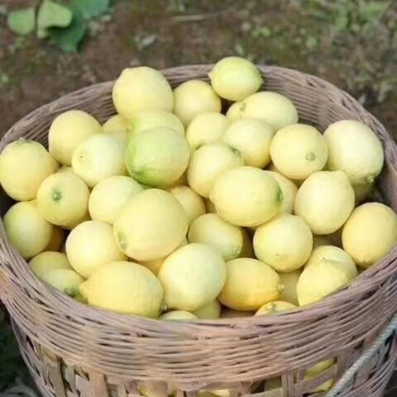 【包邮】新鲜四川安岳柠檬尤力克柠檬黄柠檬