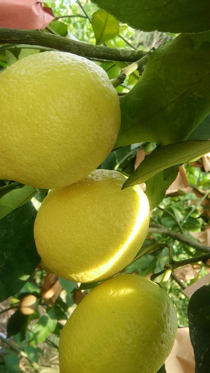 【包邮】新鲜四川安岳柠檬尤力克柠檬黄柠檬