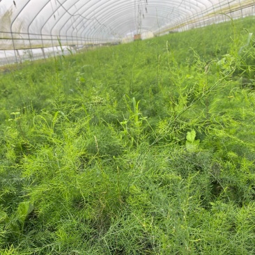 [推荐]优质天冬种苗，高产量品质好，自产自销易成活