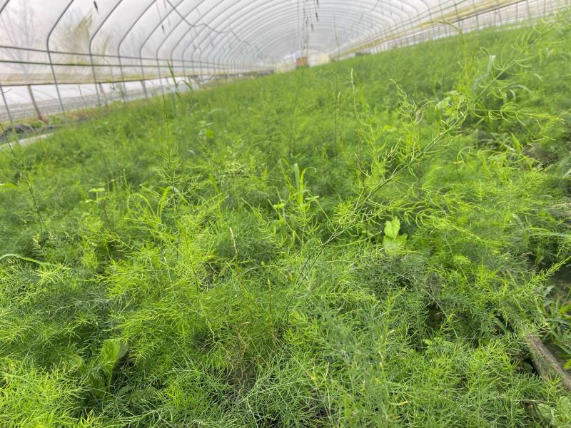 [推荐]优质天冬种苗，高产量品质好，自产自销易成活