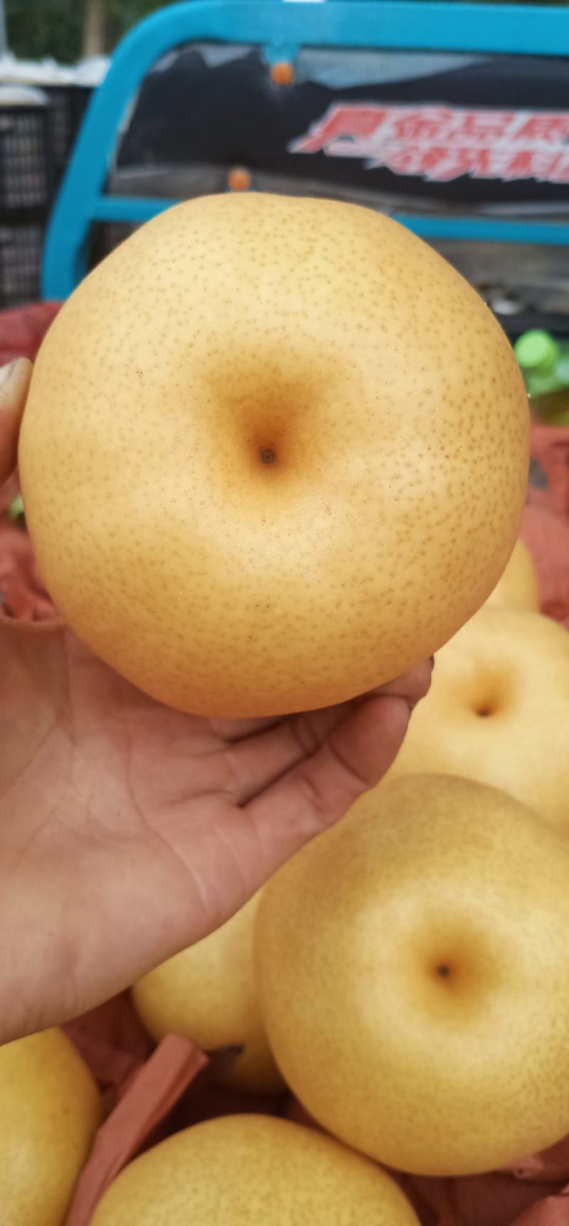 晚秋黄梨货源充足，价格便宜，欢迎联系1836579181