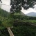 百香果紫果，来自赣南高山产区，口感独特