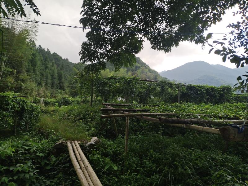 百香果紫果，来自赣南高山产区，口感独特