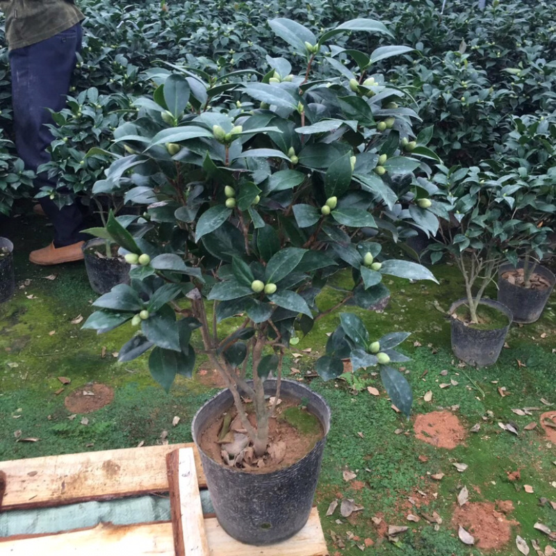 山茶花六角大红赤丹产地直销带苞发货一件起批