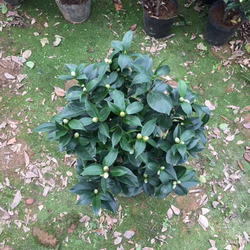 山茶花六角大红赤丹产地直销带苞发货一件起批