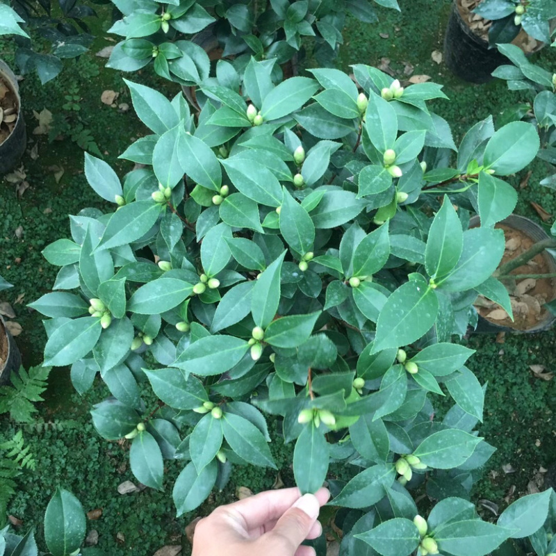 山茶花六角大红赤丹产地直销带苞发货一件起批