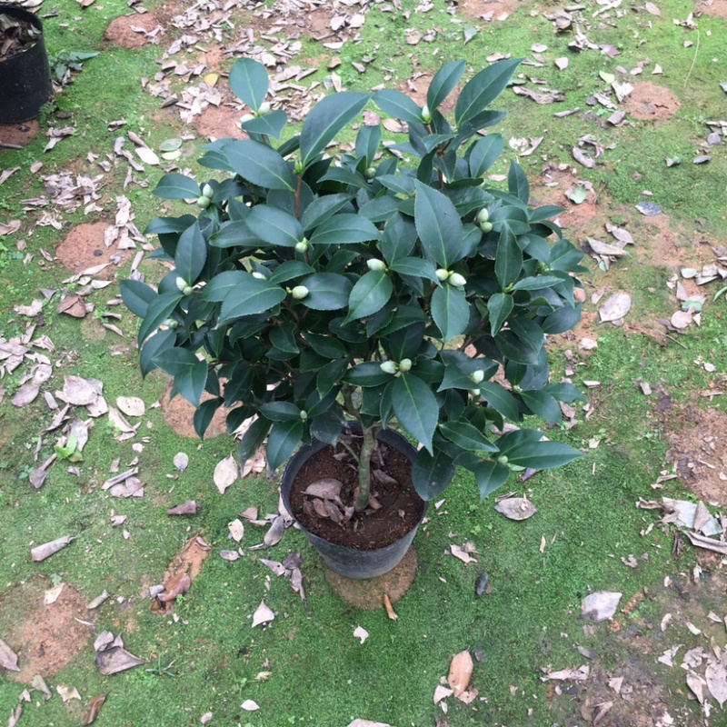 山茶花六角大红赤丹产地直销带苞发货一件起批