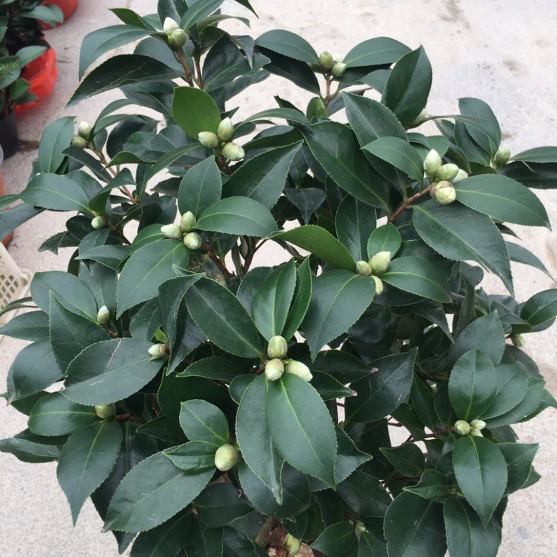 山茶花六角大红赤丹产地直销带苞发货一件起批