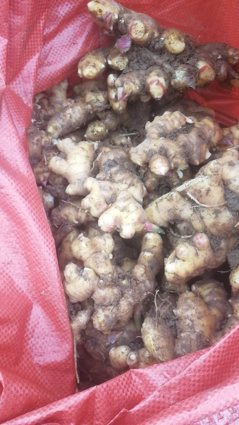 新鲜生姜小黄姜肉姜无农药