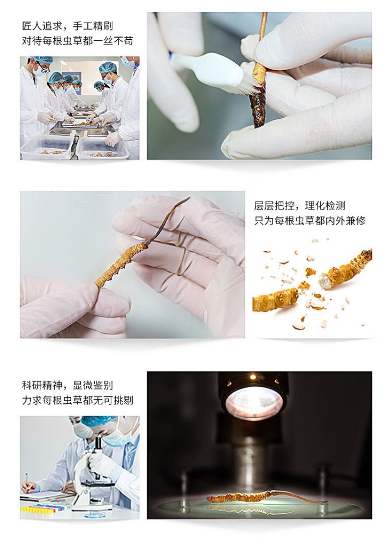 东阳光干鲜冬虫夏草正品10G新鲜冬虫夏草4-5根