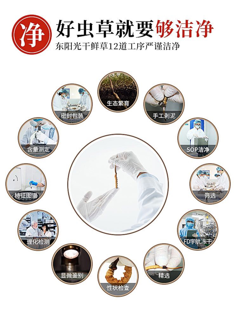 东阳光干鲜冬虫夏草正品10G新鲜冬虫夏草4-5根