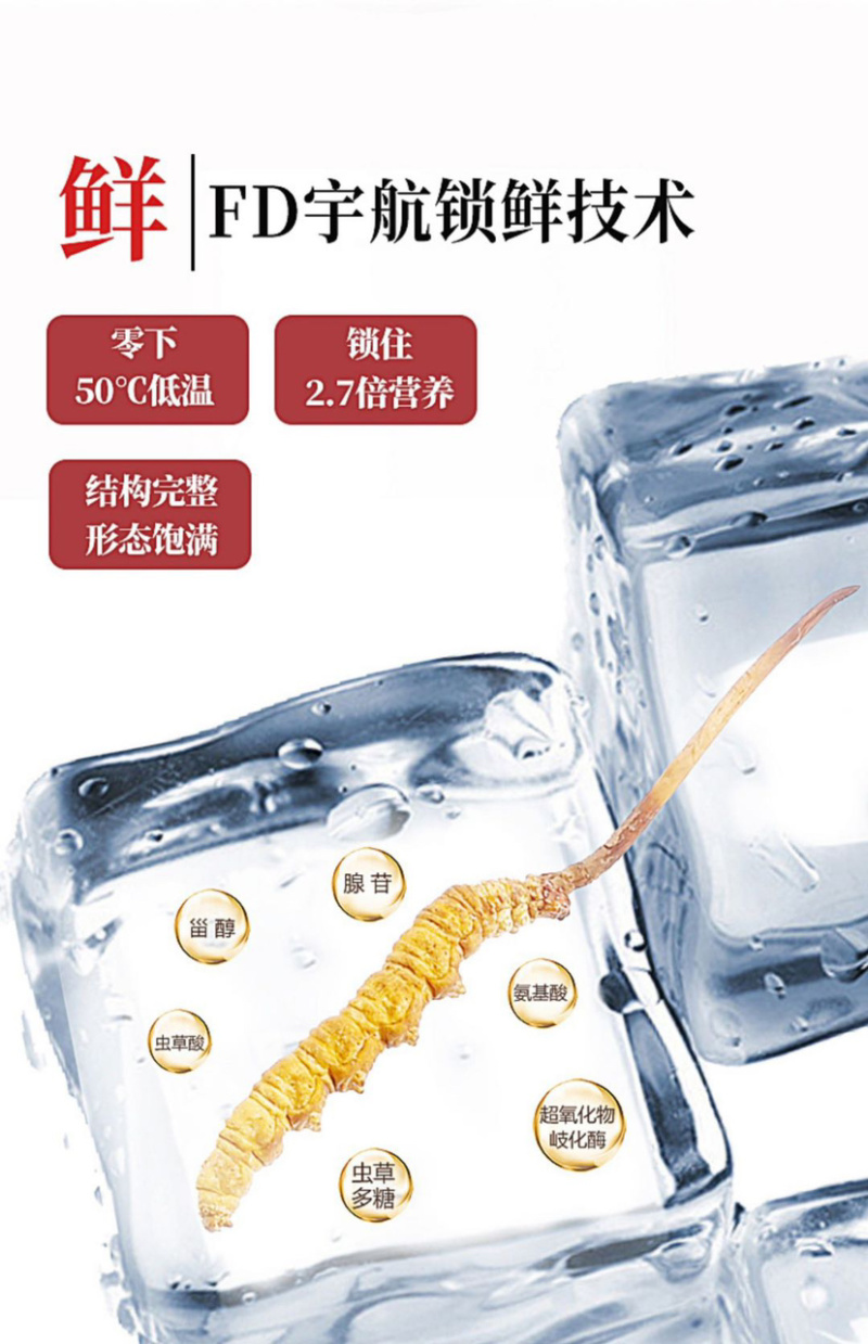 东阳光干鲜冬虫夏草正品10G新鲜冬虫夏草4-5根