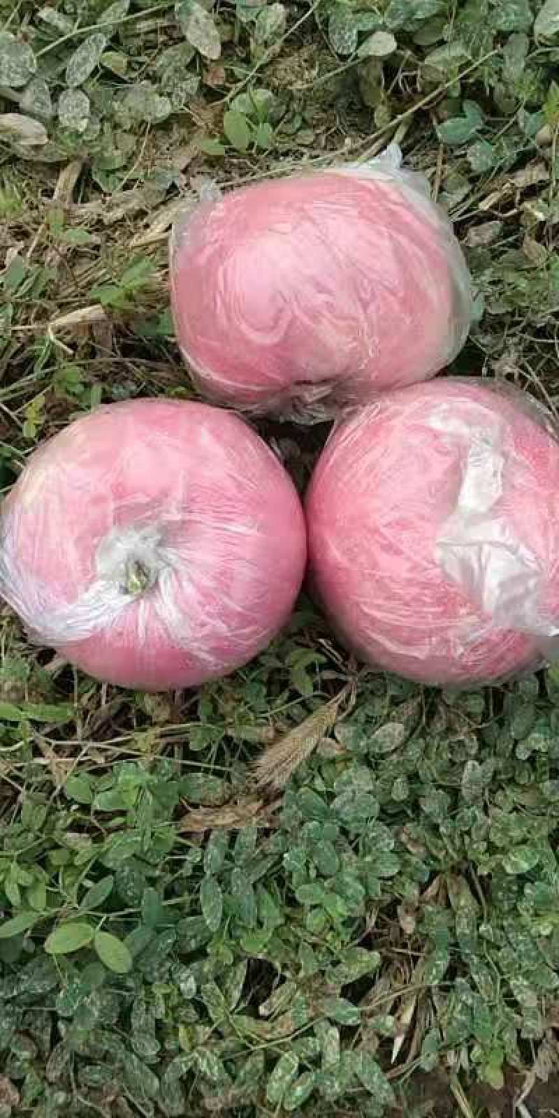 膜袋红富士苹果，陕西膜袋红富士苹果产地，红富士苹果价格。