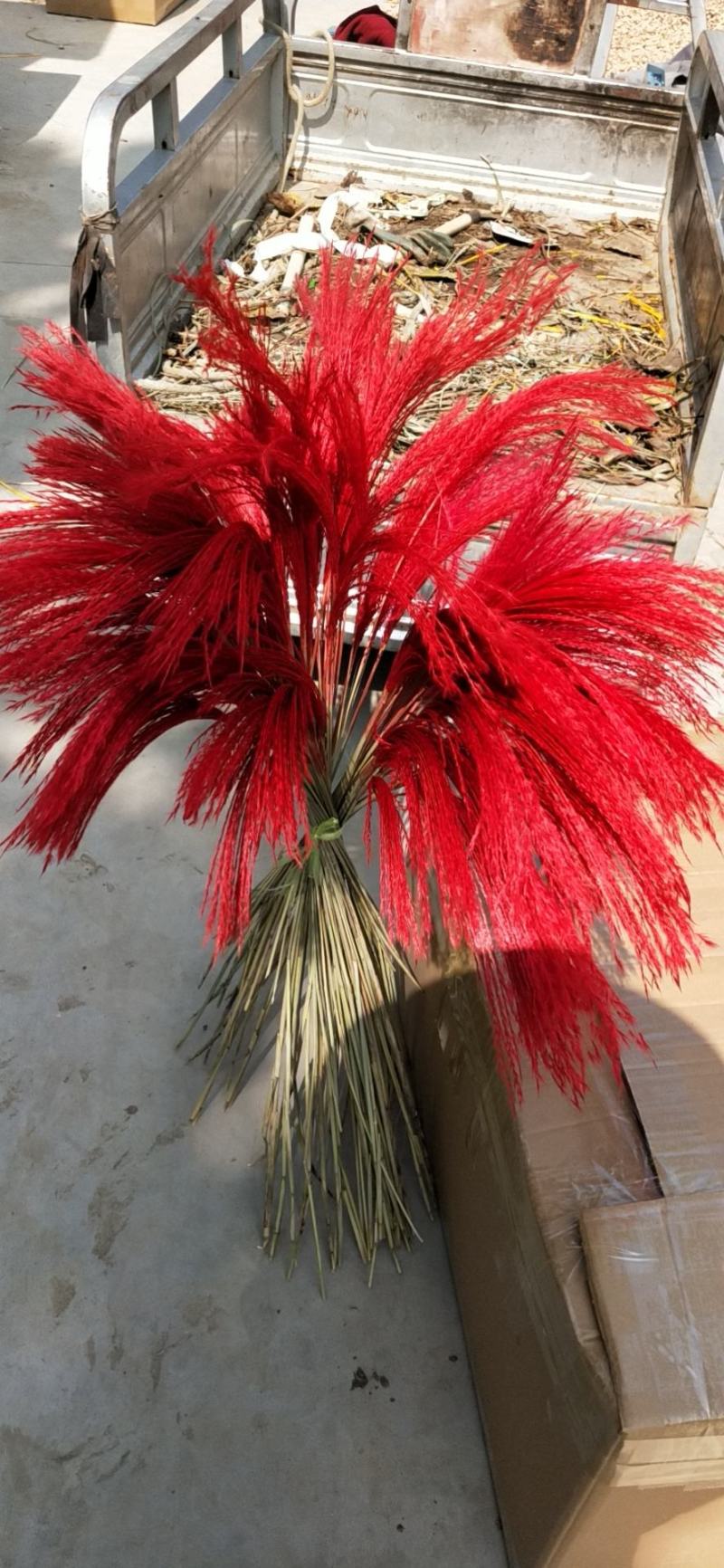 天然芦苇干花永生花束橱窗装饰摆件芦苇花拂尘花麦穗干花婚庆
