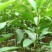 大量批发南非叶木苗，一年苗二年苗南方北方可种植可技术指导