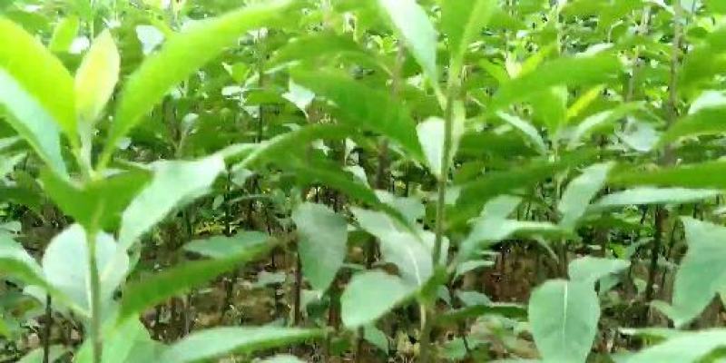 大量批发南非叶木苗，一年苗二年苗南方北方可种植可技术指导