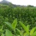 大量批发南非叶木苗，一年苗二年苗南方北方可种植可技术指导