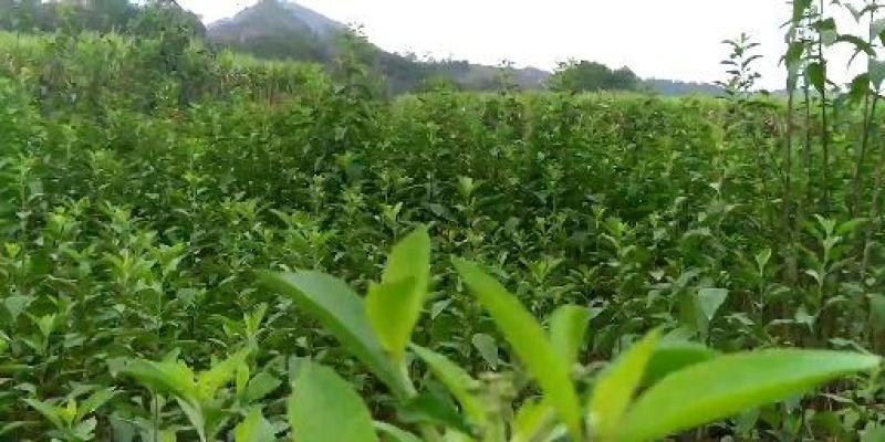 大量批发南非叶木苗，一年苗二年苗南方北方可种植可技术指导