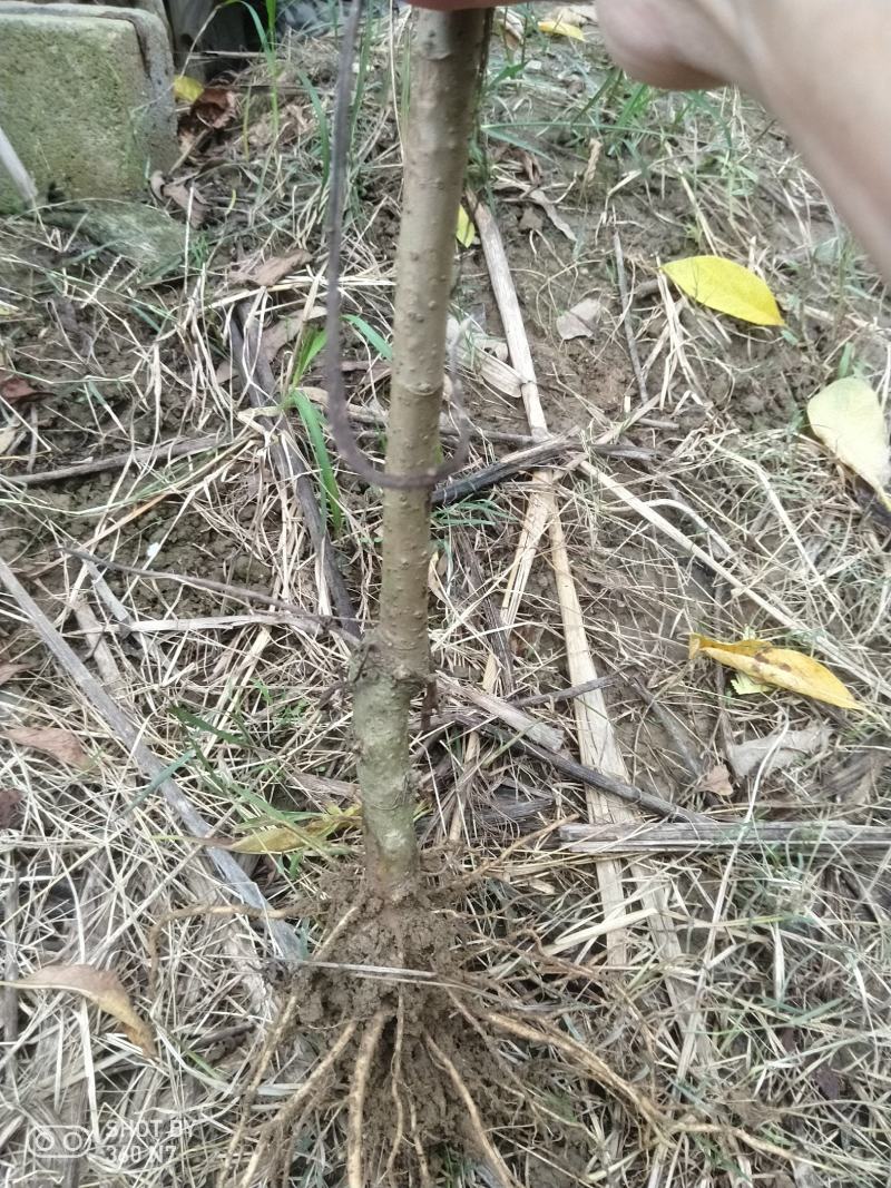 大量批发南非叶木苗，一年苗二年苗南方北方可种植可技术指导