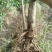 大量批发南非叶木苗，一年苗二年苗南方北方可种植可技术指导