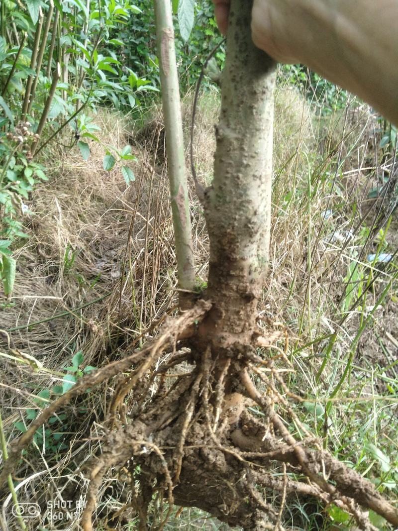 大量批发南非叶木苗，一年苗二年苗南方北方可种植可技术指导