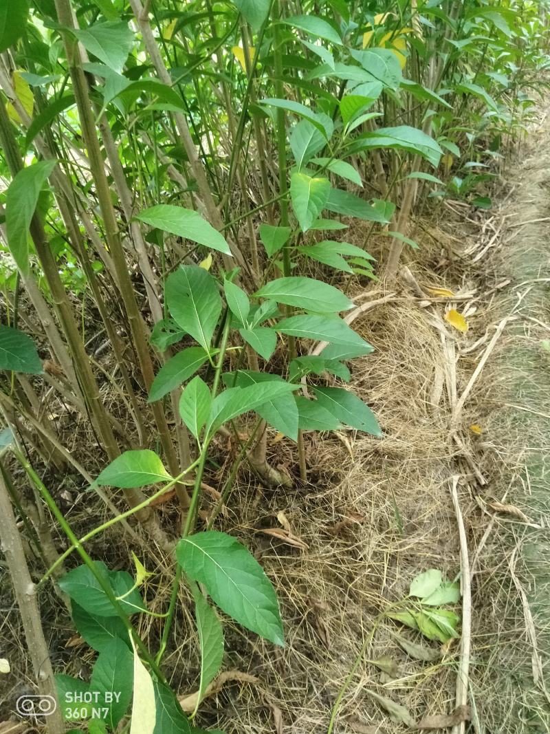 大量批发南非叶木苗，一年苗二年苗南方北方可种植可技术指导