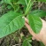 大量批发南非叶木苗，一年苗二年苗南方北方可种植可技术指导