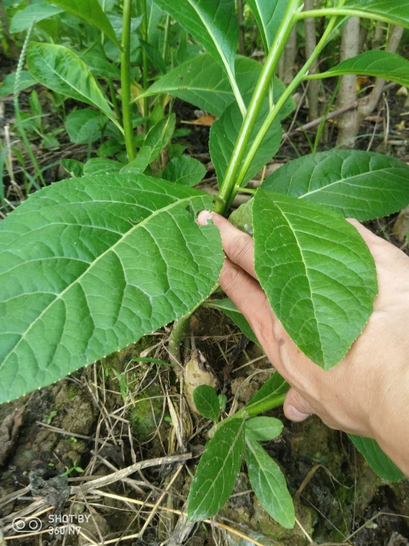 大量批发南非叶木苗，一年苗二年苗南方北方可种植可技术指导