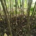 大量批发南非叶木苗，一年苗二年苗南方北方可种植可技术指导