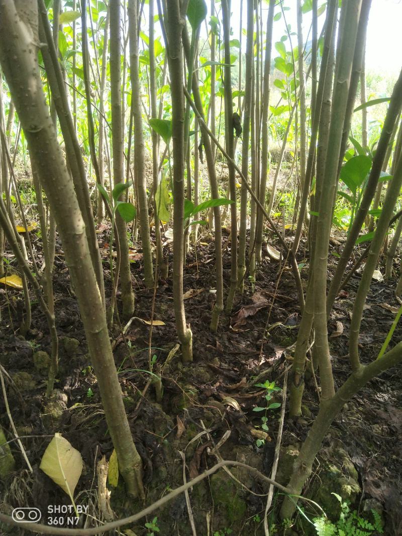 大量批发南非叶木苗，一年苗二年苗南方北方可种植可技术指导