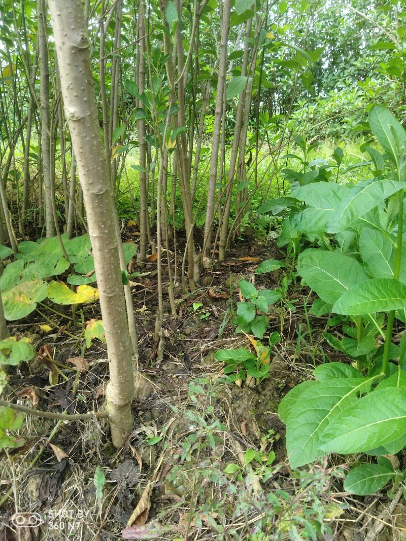 大量批发南非叶木苗，一年苗二年苗南方北方可种植可技术指导