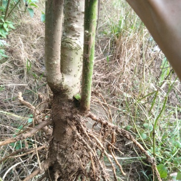 大量批发南非叶木苗，一年苗二年苗南方北方可种植可技术指导
