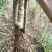 大量批发南非叶木苗，一年苗二年苗南方北方可种植可技术指导